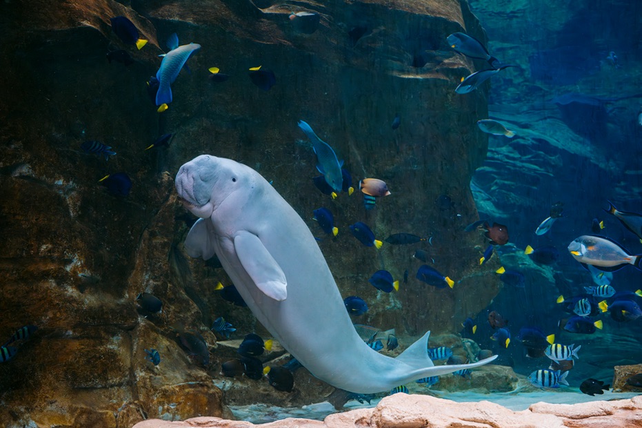 Yas SeaWorld Research & Rescue Centre welcomes over 650 participants to ‘One Ocean Run: Mission Dugong’